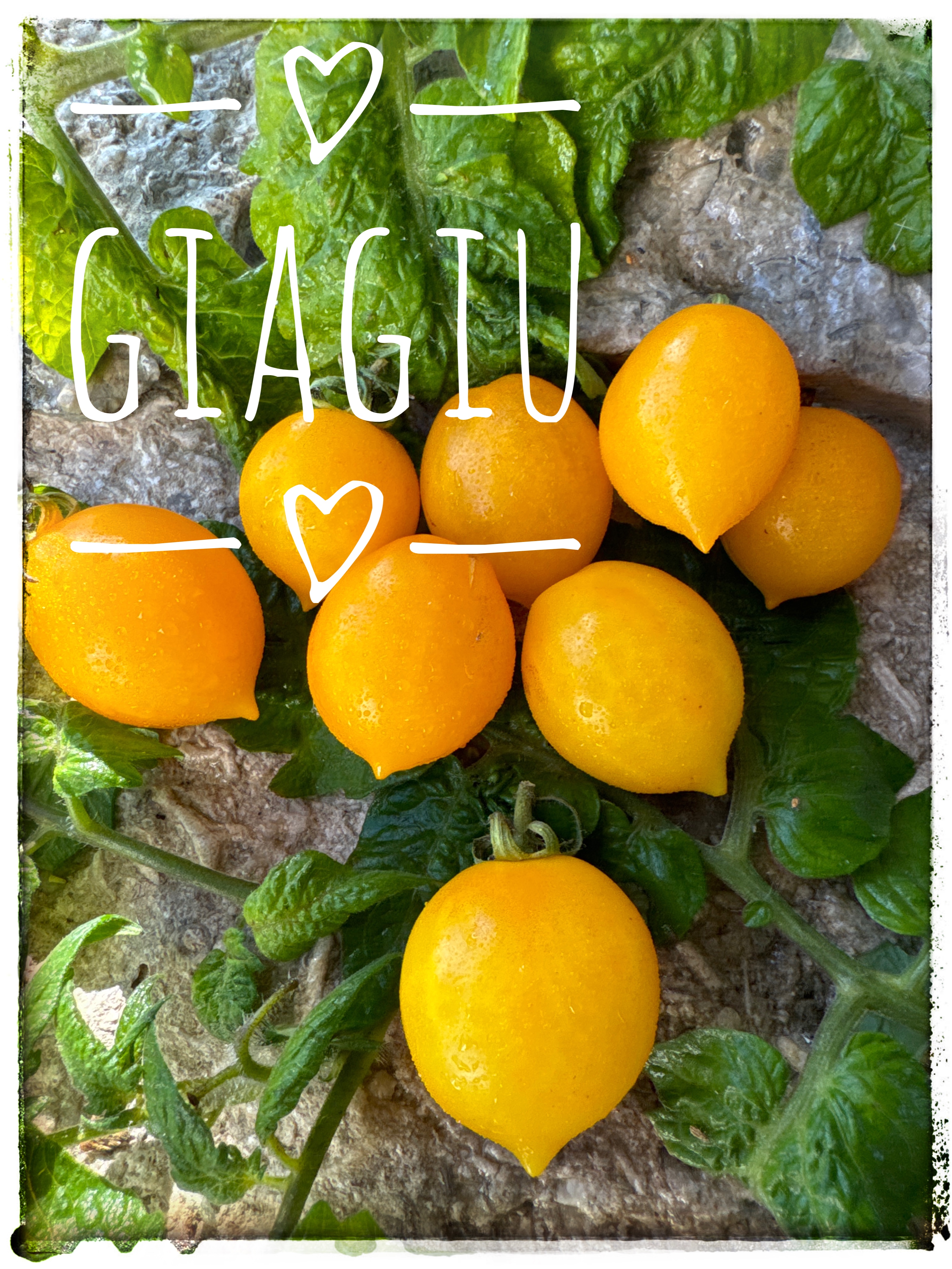 Giagiu