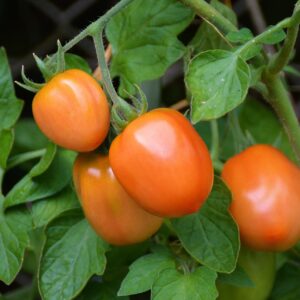 Abricot tomato