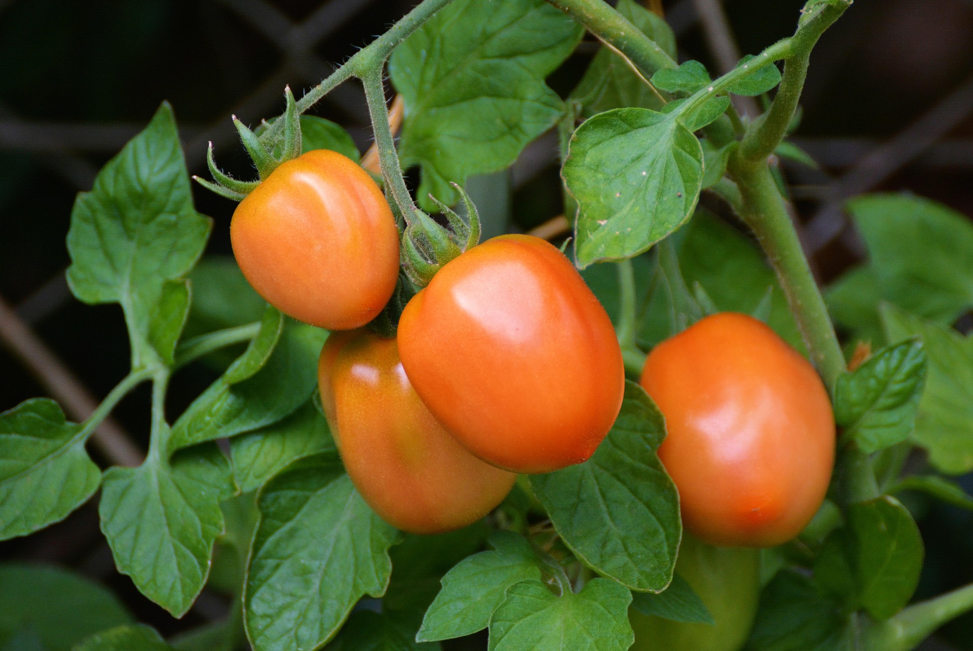 Abricot tomato
