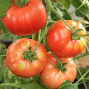 Beef Tomato