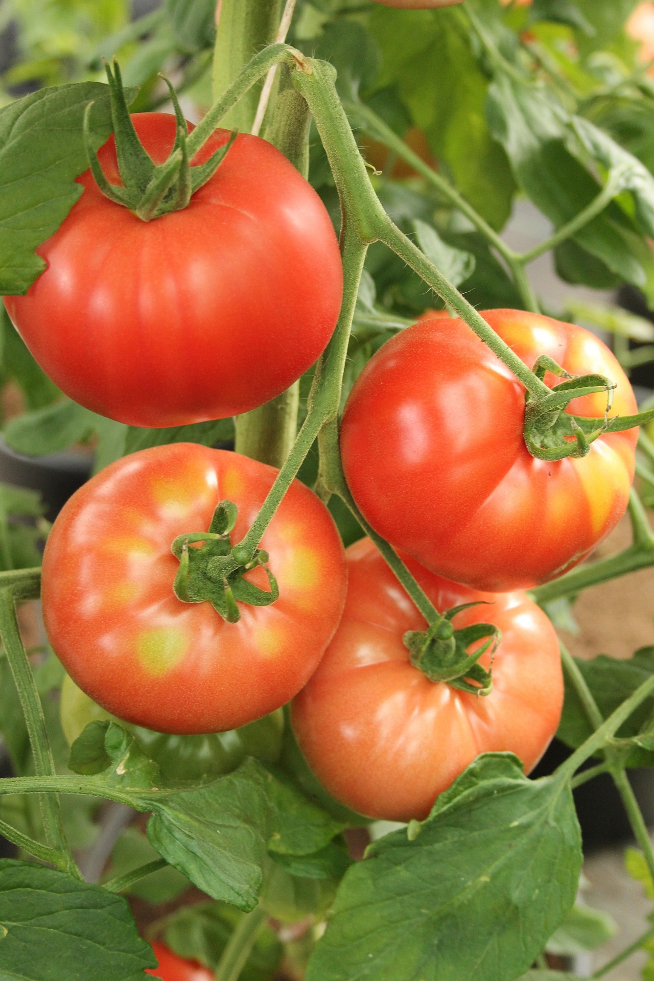 Beef Tomato