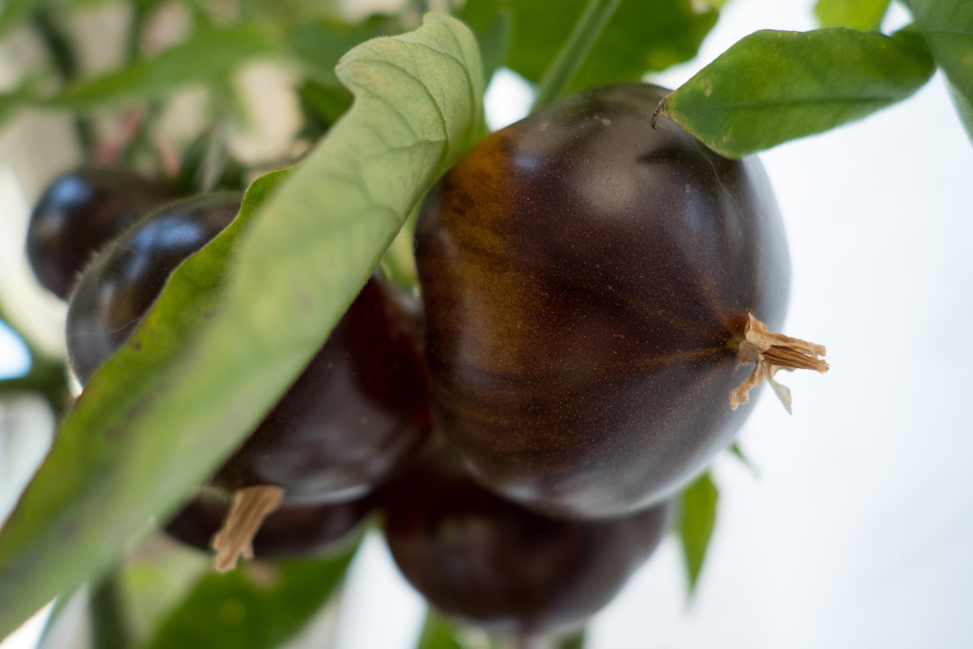 black tomato