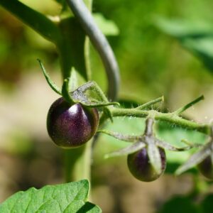 Blue Tomato