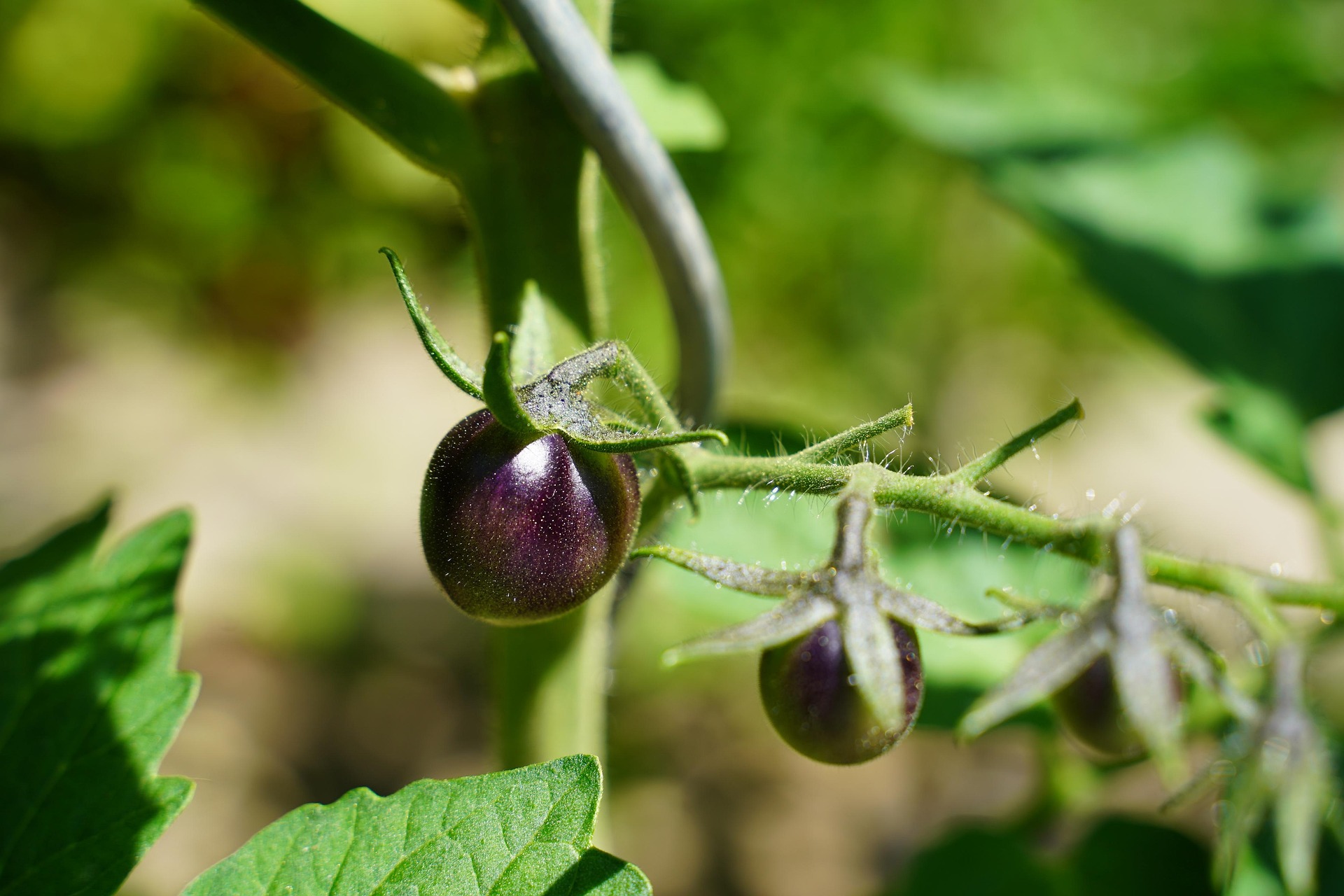 Blue Tomato