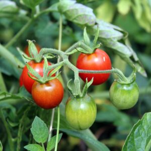 Cherry Tomato