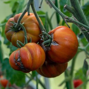 Dead tomato