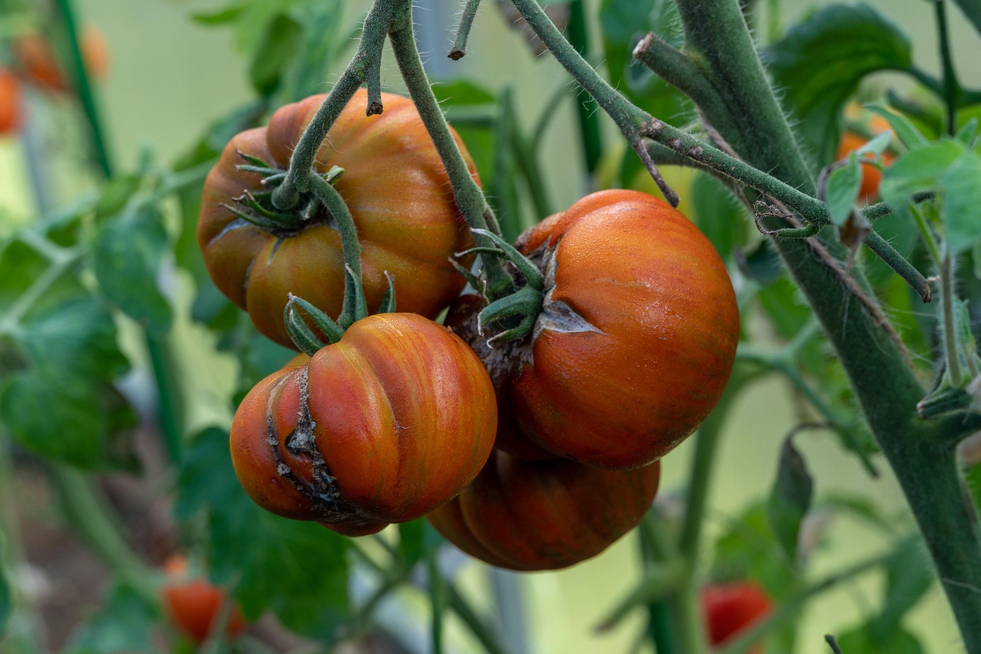 Dead tomato
