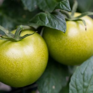 Green Tomato