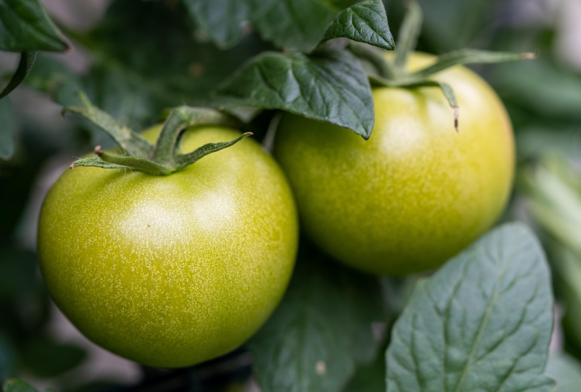 Green Tomato