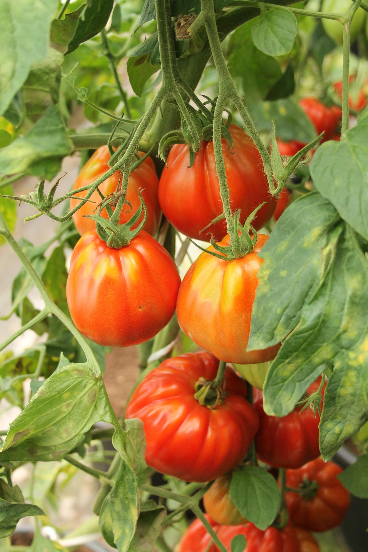 Icicle Tomato