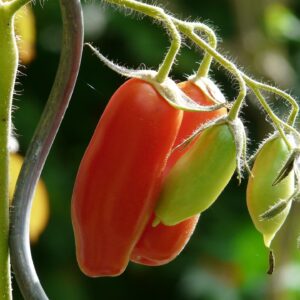 Long Tomato