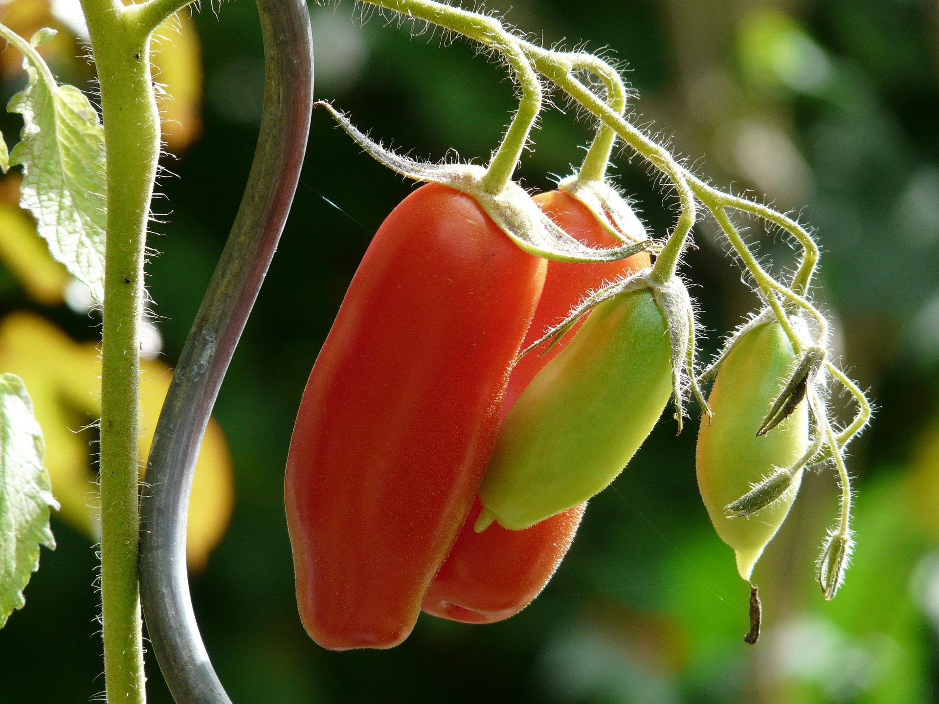 Long Tomato