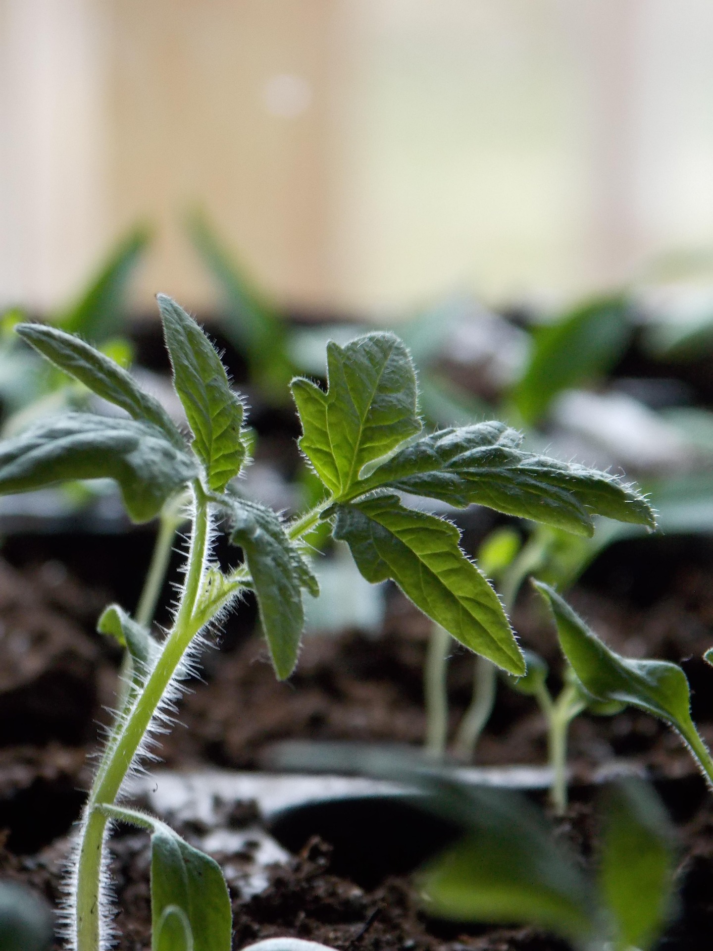 String-Trellising Tomatoes: Pruning for Bigger, Cleaner Harvests